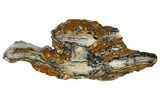 Mammoth Molar Slice with Case - South Carolina #180539-1